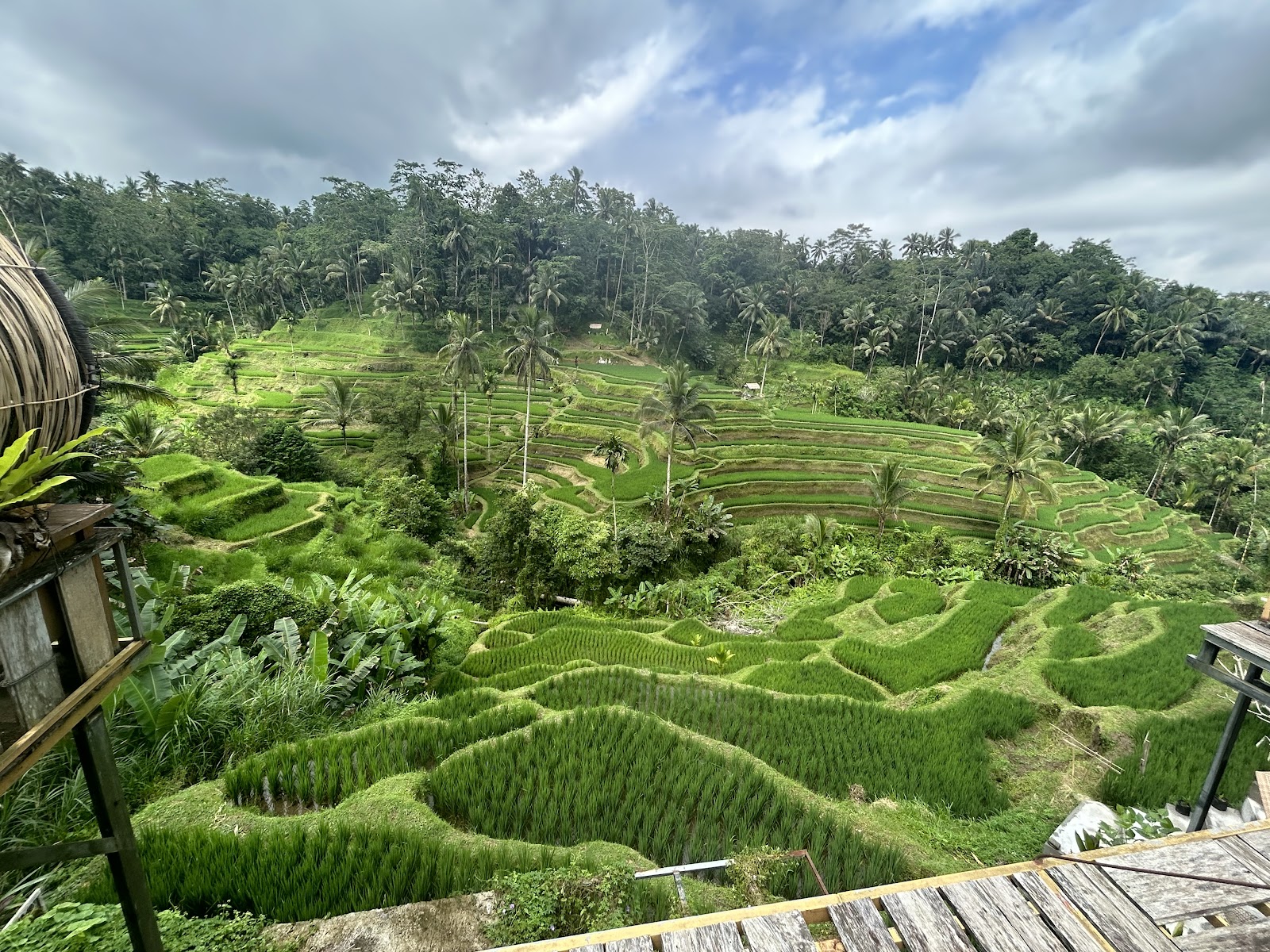 Tegalalang Rice Terrace